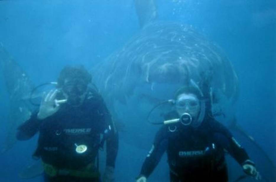 someshark